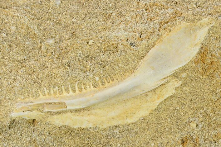 Fossil Fish Jaw Section in Rock - Morocco #134201